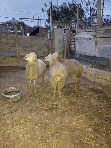 toyuga verilen adlar: Salam razılaşmaq olar — 2