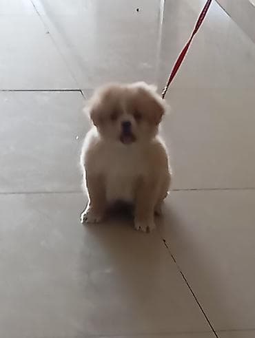 barter itle: Pekines, 1 il — 2