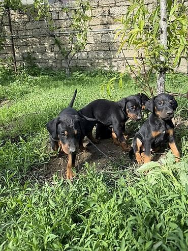 coban iti type 0: Doberman, 1 ay, Peyvəndli — 10