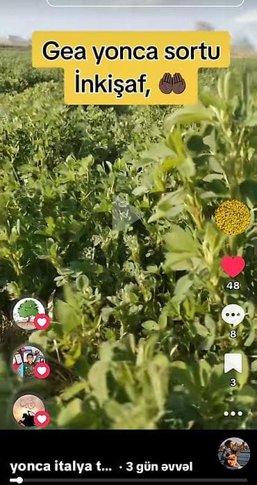 Məhsul: GEA yonca toxumu Təsvir: - Yemlik məqsədli, çoxillik yonca