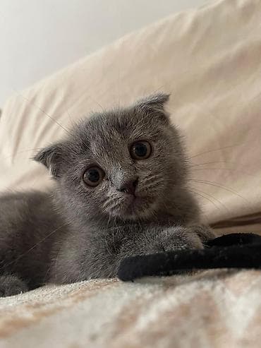 Gəmiricilər: Şotland yastı qulaq — 8