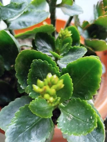 Kalanxoe (Kalanchoe) saksı bitkisi - Növlərdən biri olan dekorativ