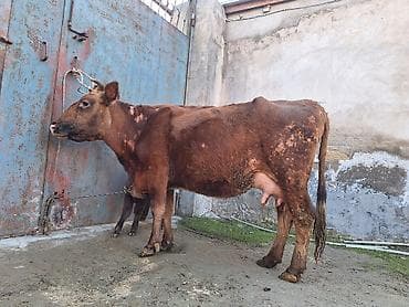 Yemlər: 14 litir süd verir 4 qarına doğub 10 gündü doğub balası dişdi — 7