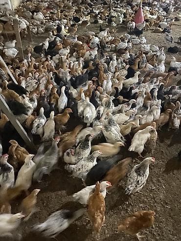 cüce yemi: Təsərrüfat üçün qarışıq yerli cins cücələr - Məhsul: Ətlik/yumurtalıq — 1