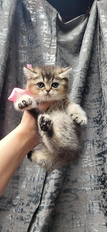 ucuz pişik: Şinşilla — 7