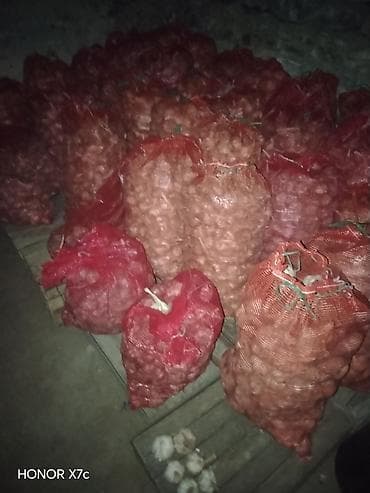 bitki toxumlarinin satisi: Qusardan təzə sarımsaq - Miqdar: 400 kq - Topdan: – 4.00 AZN/kq - — 2