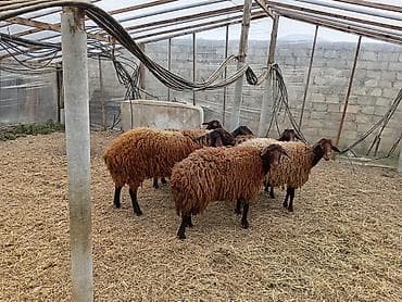 qala qoyunlar: Dişi, Qala, il: 1, 50 kq, Damazlıq, Ünvandan götürmə — 8