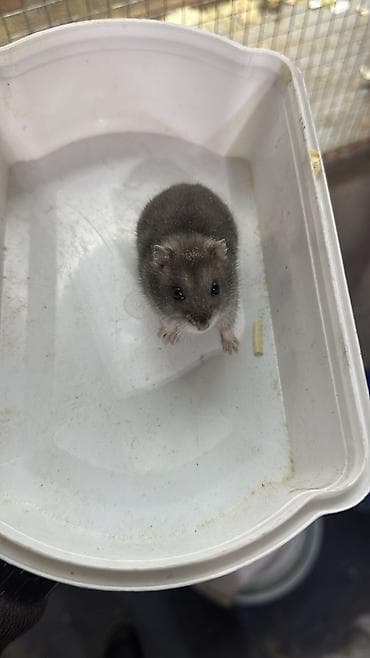 Djungar (cırtdan) xomyak – ev heyvanı 2 ayliqdilar 2 side erkekdir