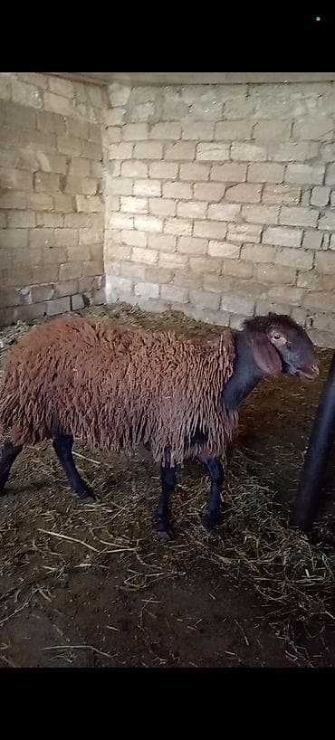 sobo wp 6001: Dişi, Qala, il: 1, 50 kq, Damazlıq, Ünvandan götürmə — 1