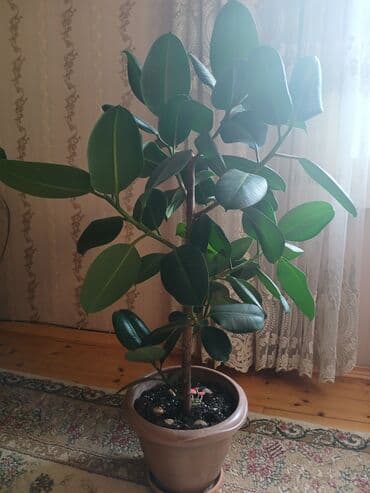 fikus gülü: QİYMƏT:1️⃣0️⃣0️⃣AZN Ficus elastica gülü EV GÜLÜ istəyən olsa endirim — 1