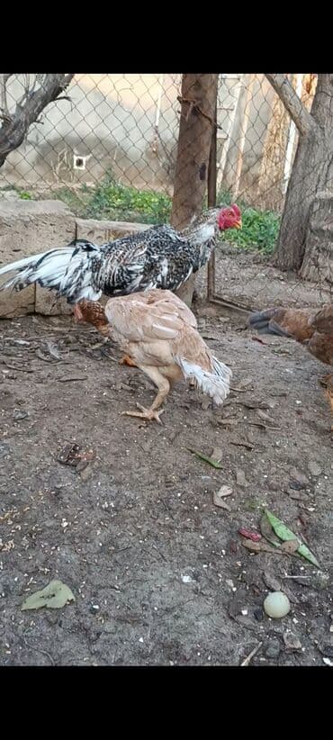 Cücələr: Xoruz, il: <1 — 5