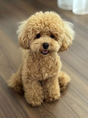 Pudel, 2 ay, Dişi, Peyvəndli, Ünvandan götürmə lalafo.az -da Pudel, 2 ay, Dişi, Peyvəndli, Ünvandan götürmə