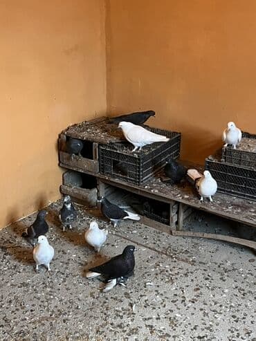 Salam quşlar təcili satılır pula ehtiyac olduqna gore ciddi alıcılar