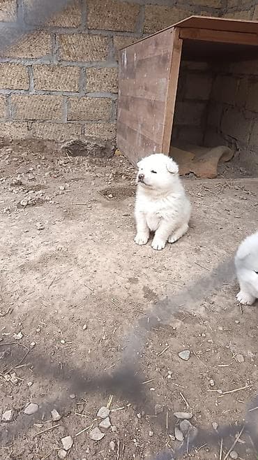 xaski it sekilleri: Akita-inu, Dişi, Peyvəndli, Pulsuz çatdırılma — 4
