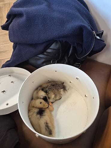 cin bildircin: İki ördək balası - Sayı: 2 ədəd balaca ördək - Rəng: Sarı-qonur — 3