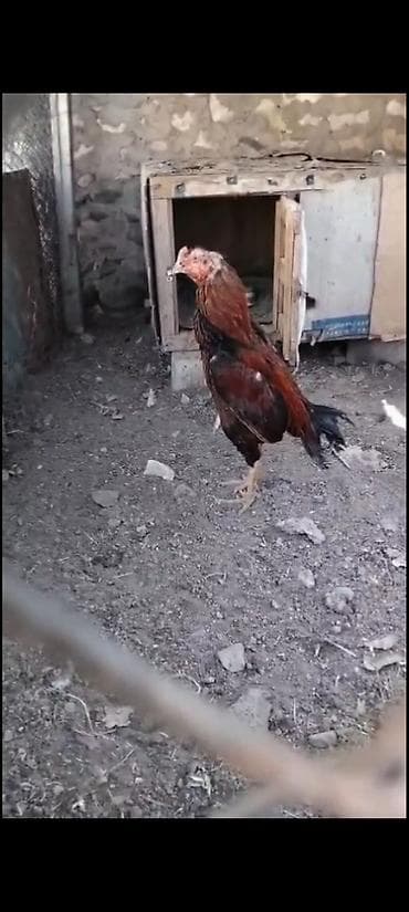 qoyun heyvan: Heyvan heç bir problemi yoxdu real alcya vidyosu atlacaq — 2