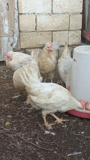 Volkswagen: Liqorin toyuqlari satilir cavandilar Sari ve Ag yumurta verenler di — 2