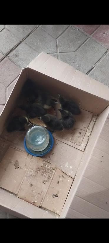 cins atlar: Kayuqa ordek cuceleri temiz qan kayuqa birde pinqivinn ordek balasi — 1
