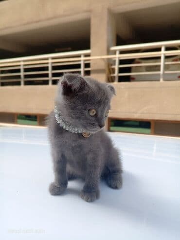 вислоухие коты серые: Шотландская, Самец — 3