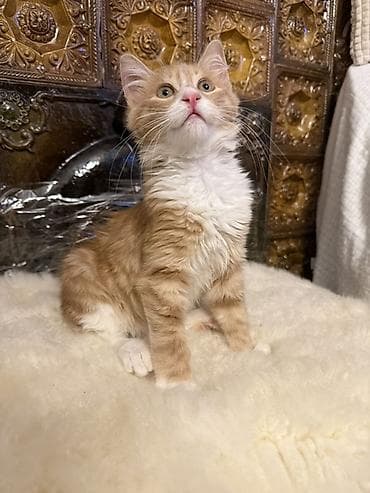 afcarka balasi satilir: Erkək, Yaxşı əllərə — 4