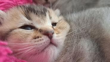 Britan, Dişi, Ünvandan götürmə, Ödənişli çatdırılma, Rayonlara çatdırılma