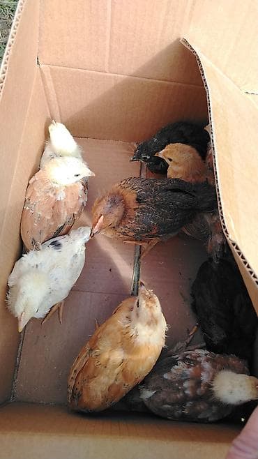 azərbaycan whatsapp qrupları: 1aylıq kənt cucələri cıxdı satışa xacmazdadı reyal adam zakaz verə — 9