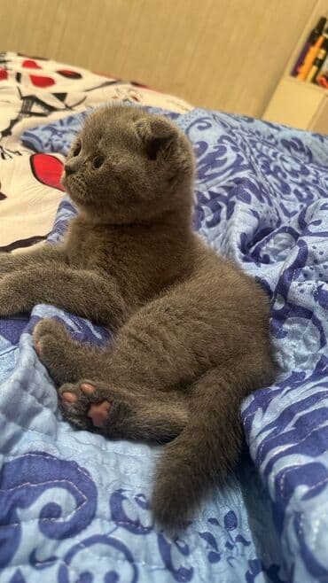 1 azn pişik: Şotland — 1