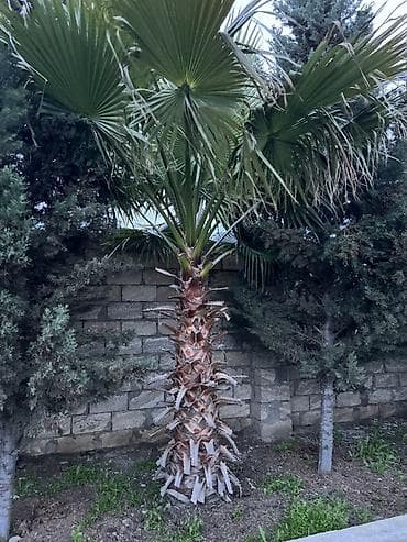 palma ağacları: Dekorativ fan xurması (Washingtonia robusta tipli) – bağ və həyətlər — 10