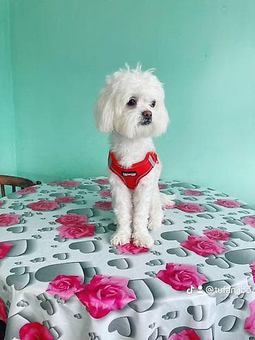 Heyvanlar üçün mallar: Maltese balonka tam saglam heyvandir butün peyvent ve qurt dermanlari — 5