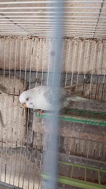 Cutə hazır quşlar cütü 30 
manat — 4