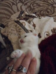 şotland pişik: Шотландская — 3