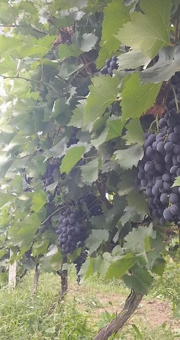 suni bitki: Uzum bagı satılır 5 hektar 3.5 hektar uzum 2h meyvə bagıdır gilas — 2