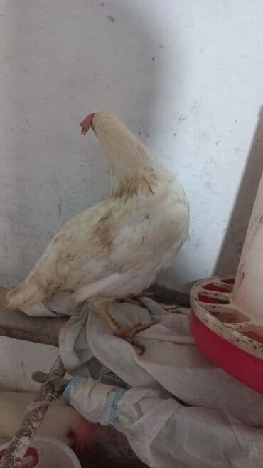 Volkswagen: Liqorin toyuqlari satilir cavandilar Sari ve Ag yumurta verenler di — 5