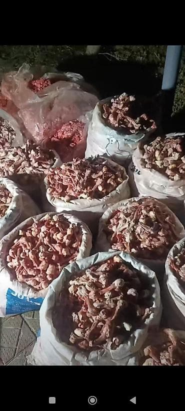 Süd məhsulları və yumurtalar: 0.20 qəpik kilosu itlər və pişiklər ücün yem itlər kücüklər kucuy it — 1