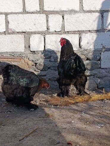 it yem: Toyuq, Brama, Damazlıq, Ödənişli çatdırılma — 3