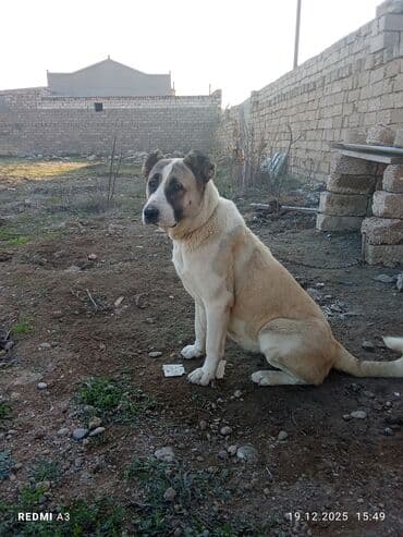 собаки шпиц цена: İt – iri cüssəli, güclü və ayıq-sayıq mühafizə tipli. Xüsusiyyətlər — 4