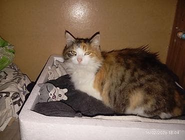 ucuz it: Yaxşı əllərə — 1