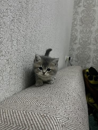 bala ordək: Britan — 3