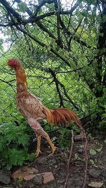 yapon xoruzu: İyulun 3 cixb çox gözəl heyvandi sağlam heyvan qızğın xoruzdu isdiyen — 2