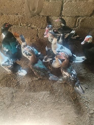 dişi at: On eded sagllam lal.ordekler 4 aylligdi cem.satlir hansi birge. 10 — 6