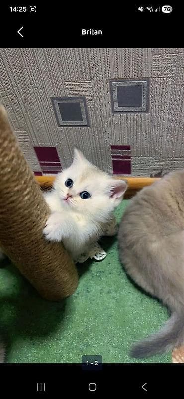 pişiy: Britan — 2