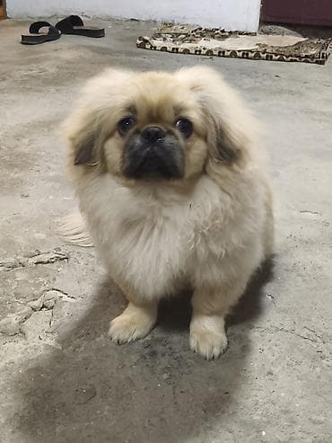 alman qoyun iti: Pekines, 6 ay, Erkek — 2