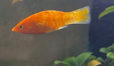 neon balığı: Molinezi, Sülhsevər, Ünvandan götürmə — 1