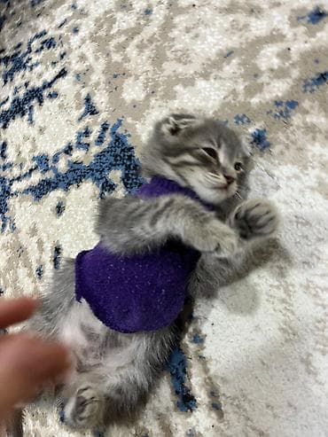 Şinşilla, Yaxşı əllərə