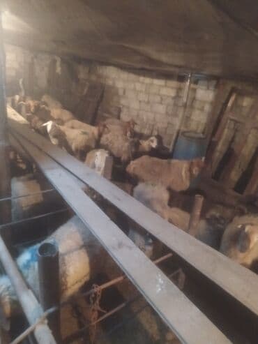 qoyun bazari: Qoyun sürüsü satılır - Növ: yerli qarışıq (ağ və qəhvəyi rəngli, uzun — 3
