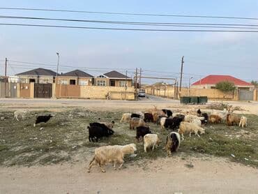 qiz it adlari: Mal-qara: Qoyun-keçi sürüsü - Növlər: Yerli keçi və qoyunlar (qarışıq — 3