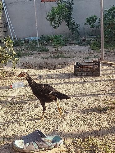 ag baliq: Toyuq cücələri, Damazlıq — 1