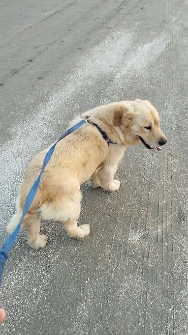 ev heyvanları: Retriever, Erkek, Peyvəndli, Ünvandan götürmə — 2