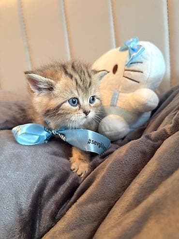 ana bala keci: Qızıl şinşilla, Erkək, Yaxşı əllərə, Ünvandan götürmə — 4