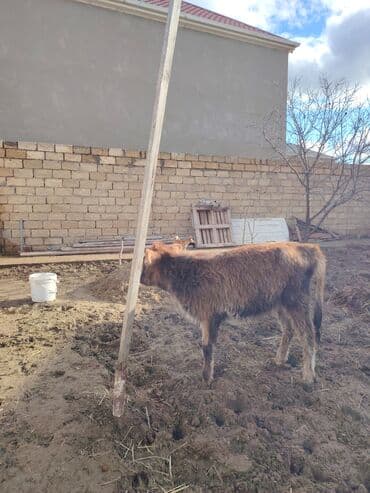 sudluk inekler satisi: Super aglam saxlamali danalardi — 8